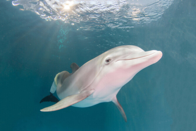 <b>FILMSTJERNE:</b> Delfinen Winter holder til i Clearwater Marine Aquarium. <b>FILMSTJERNE:</b> Delfinen Winter holder til i Clearwater Marine Aquarium.
