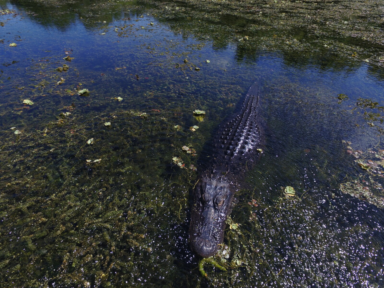<b>ALLIGATOR ALLEY:</b> Alligatorene er sjefene i Everglades. <b>ALLIGATOR ALLEY:</b> Alligatorene er sjefene i Everglades.