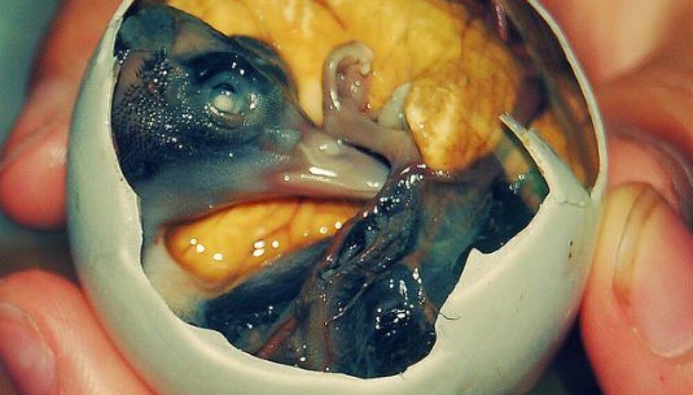 <b>BALUT: </b>Spises i store deler av Asia og er et egg som inneholder et 15 dager gammelt foster. <b>BALUT: </b>Spises i store deler av Asia og er et egg som inneholder et 15 dager gammelt foster.