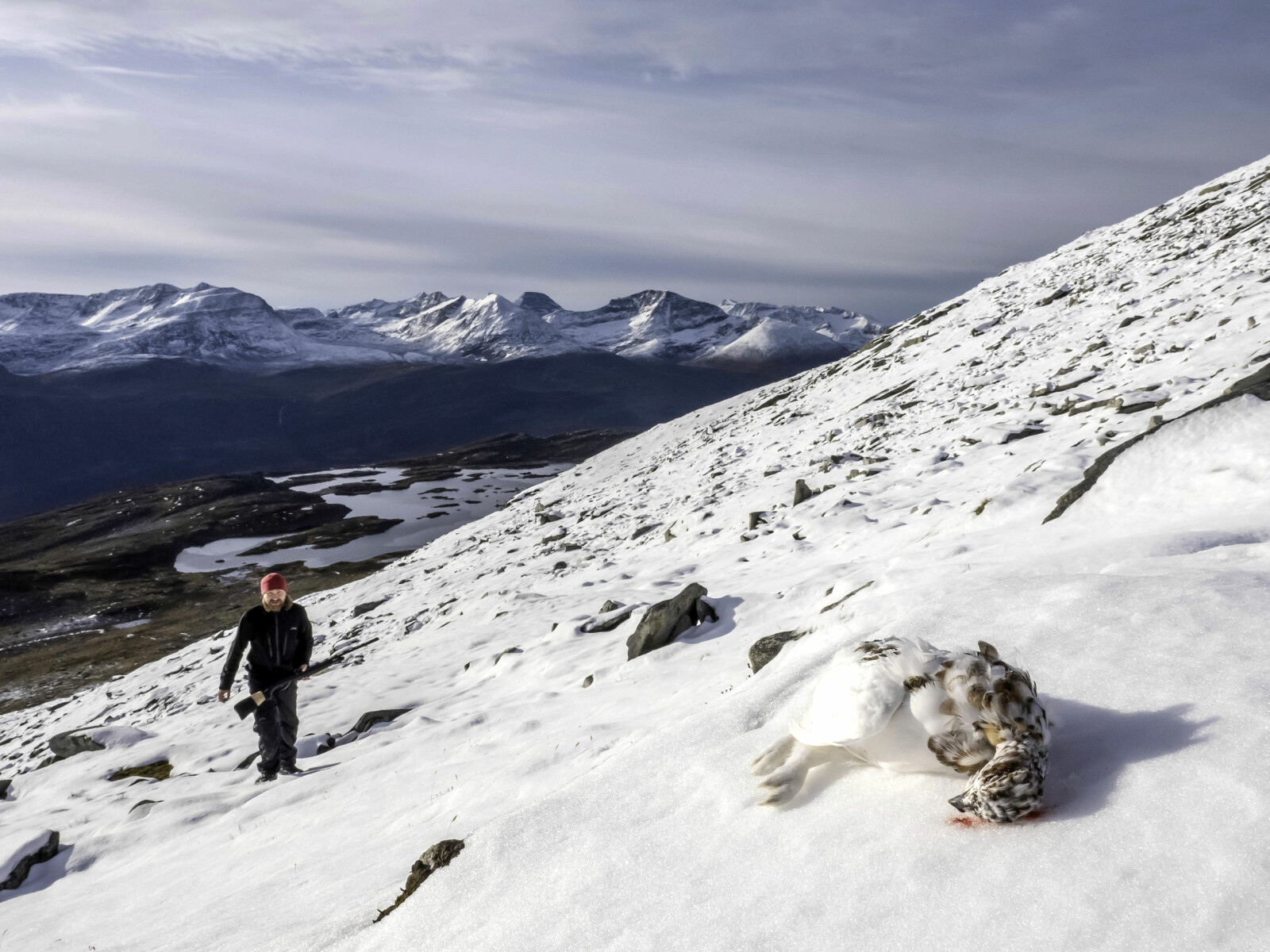 <b>HØYT TIL FJELLS:</b> Rypene satt helt oppunder toppene. Med huset på ryggen var det lett å rekognosere. <b>HØYT TIL FJELLS:</b> Rypene satt helt oppunder toppene. Med huset på ryggen var det lett å rekognosere.